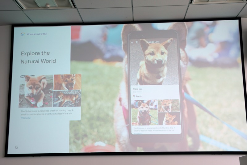 Wang氏が飼っている柴犬。Google レンズで「Shiba Inu」として種類が特定できている