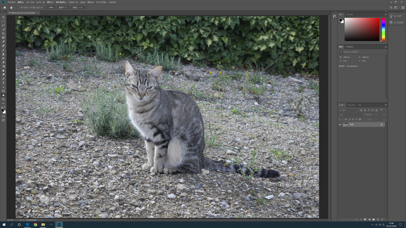 高画素のデジタルカメラで撮影した写真も、4K解像度なら拡大せずとも隅々までピントを確認でき、等倍表示でも広範囲を表示できる