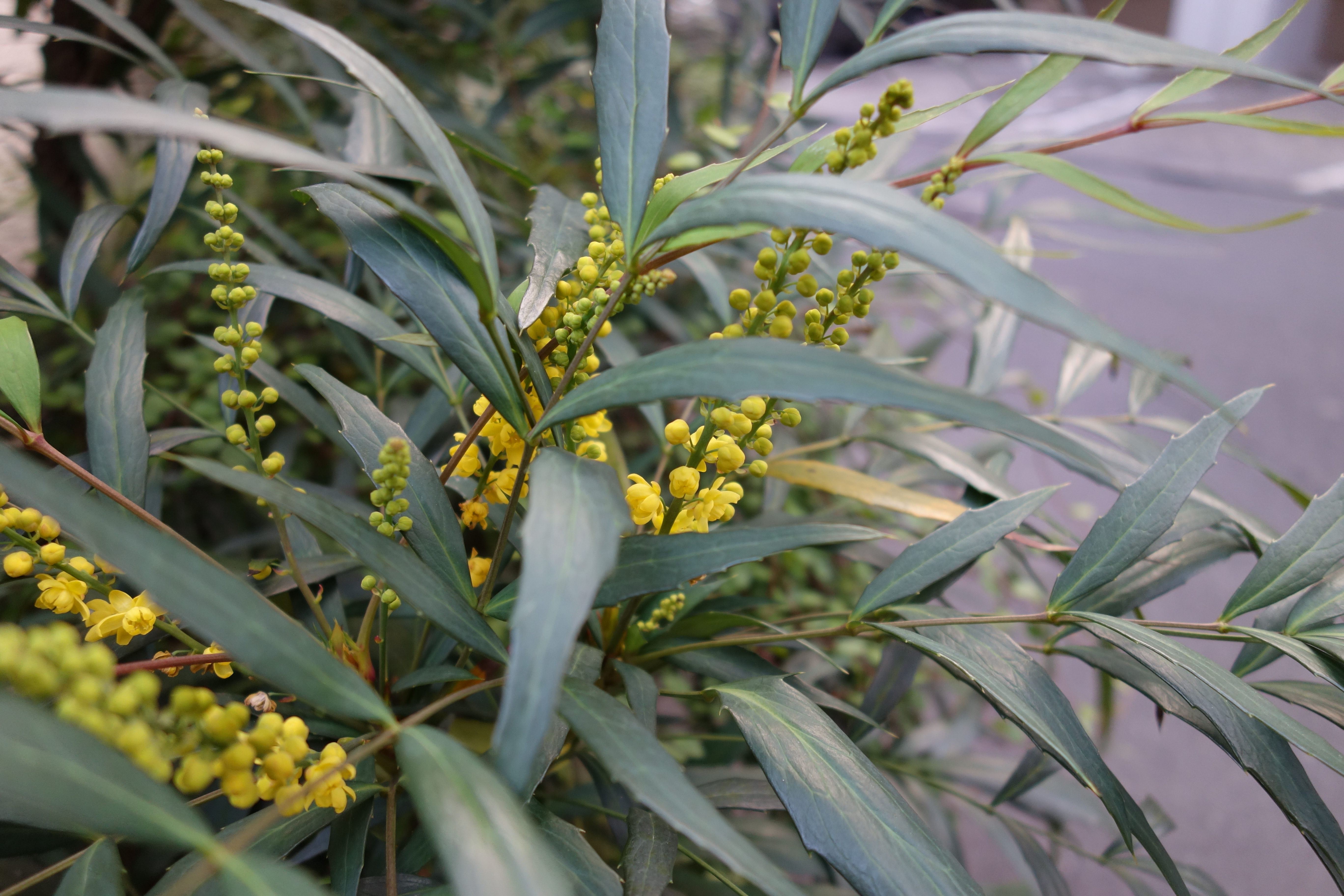 マクロ域の場合、RX100のほうに軍配が上がる。Mi Note 10は、ピントがわずかにずれたところのエッジが滲んでしまうが、RX100にそのようなことはない。この辺りはRX100の大きなレンズの余裕を感じる