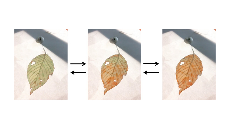 電流を流すと紅葉するように色が変わる葉っぱ型ECデバイス