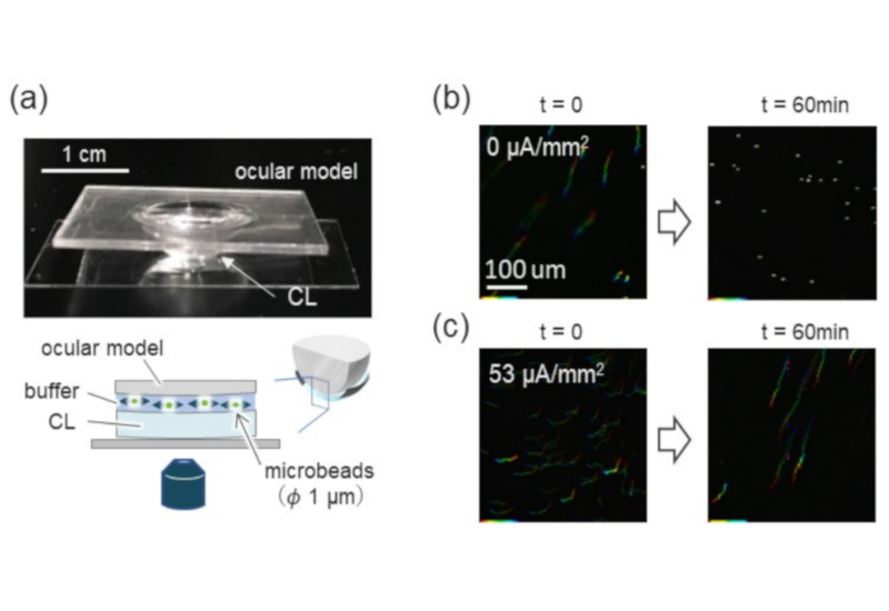 (a)EOFによる水分保持の直接観察、(b)EOF電流なしの自然乾燥、(c)密度53µA/平方mmの電流による水分保持