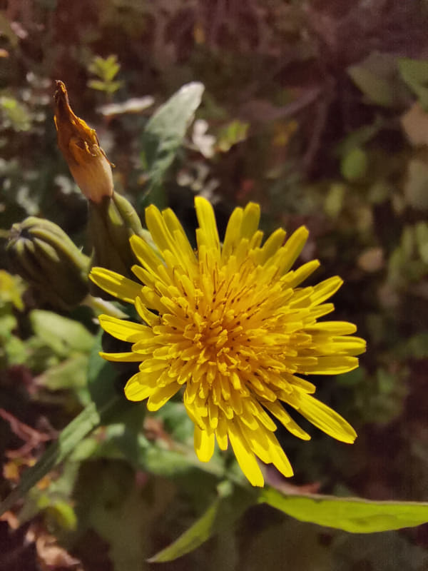 スーパーマクロ