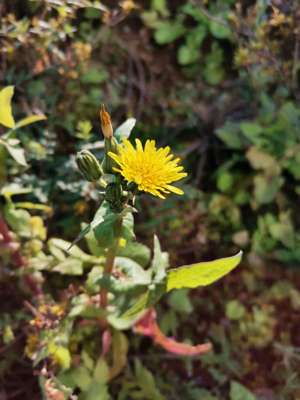 広角で普通に撮影(花は直径1cm程度)