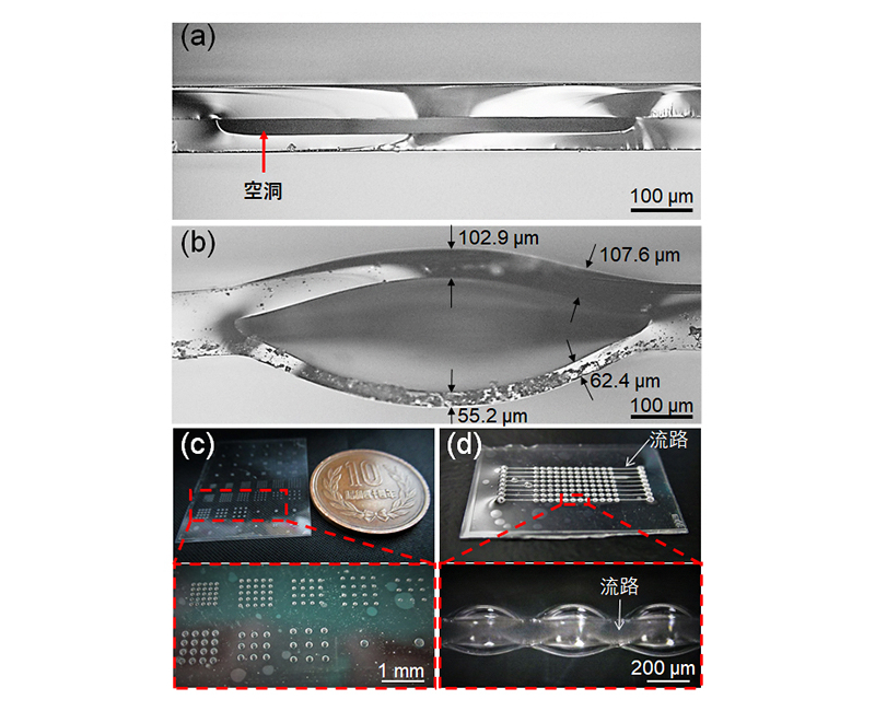 作製したガラス微小ドーム構造。(a)薄板ガラスに加工した微細空洞。(b)形成された微小ドーム構造。ドーム構造の中央部のガラスは、周囲に比べて薄くなっている。(c)直径をさまざまに変えたドーム構造。(d)充填液導入用に流路を形成したドーム構造