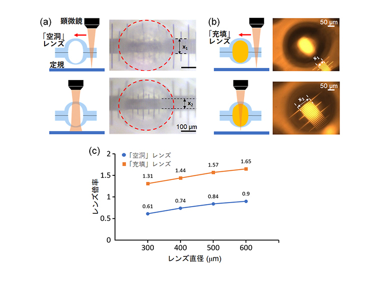 ドーム構造のレンズ機能の検証実験。(a)空洞レンズでの結果。(b)充填レンズでの結果。(c)各レンズでのレンズ直径と倍率の関係測定結果。充填レンズでは最大1.65倍の拡大効果、空洞レンズでは最大0.61倍の縮小効果が得られた。