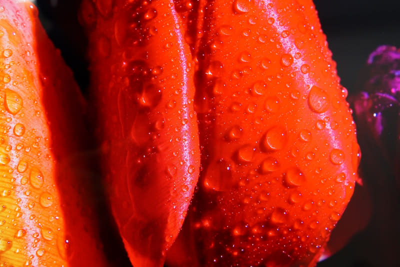 壁紙のチューリップにマクロレンズで寄ってみた。高精細なためプリントされた写真のように見える