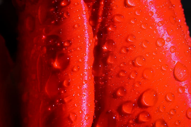 壁紙のチューリップにマクロレンズで寄ってみた。高精細なためプリントされた写真のように見える