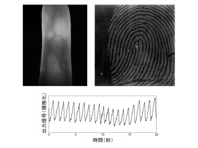 開発したシート型センサーで撮像した静脈(左)、指紋(右)、脈拍(下)。なお、個人保護のため画像の一部に加工が施されている