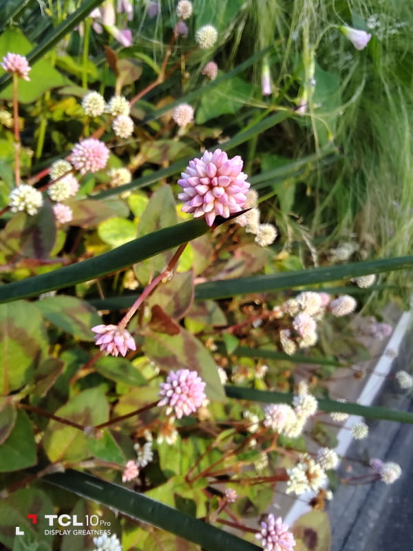 マクロ(2～10cm寄れる)