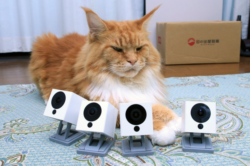 ATOM Camなら安さを武器にして、ペットが行きそうなところすべてに設置する「大量設置で死角なし! 作戦」が有効。これじゃカメラから逃げて、ツメとぎとかイタズラできないニャ!