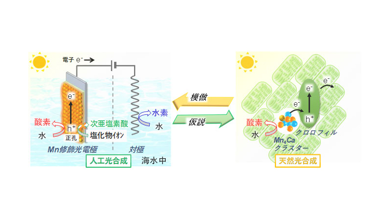 人工光合成のマンガン修飾光電極の反応と天然光合成の酸素発生中心での酸素生成の概略