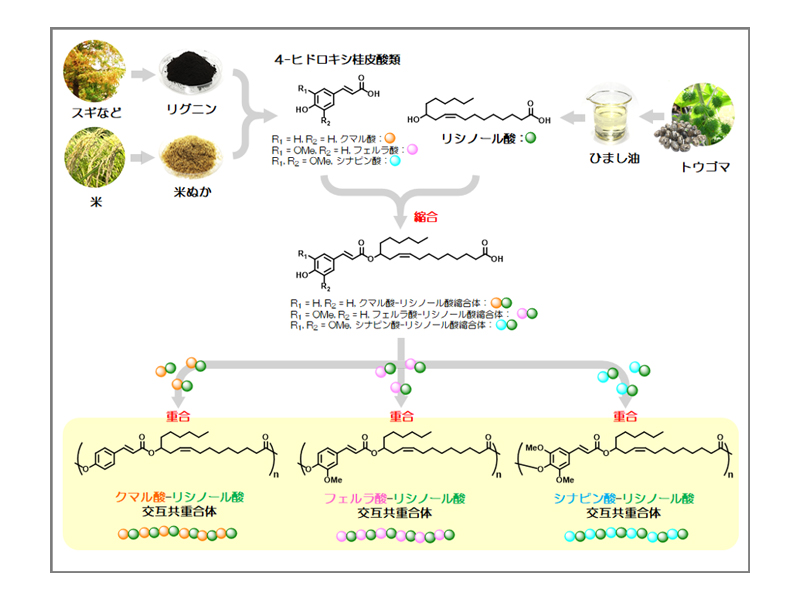 図2 バイオマスを原料とする新たな機能性ポリマー
