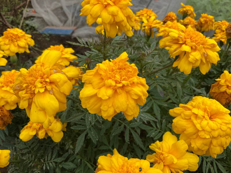 iPad Air(第4世代)の広角カメラで撮影