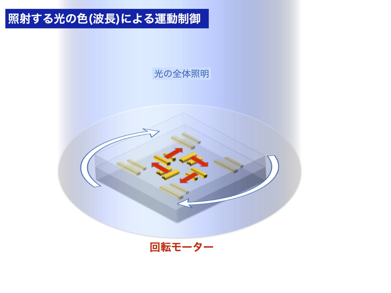 光の波長(色)による異なる運動の制御が可能