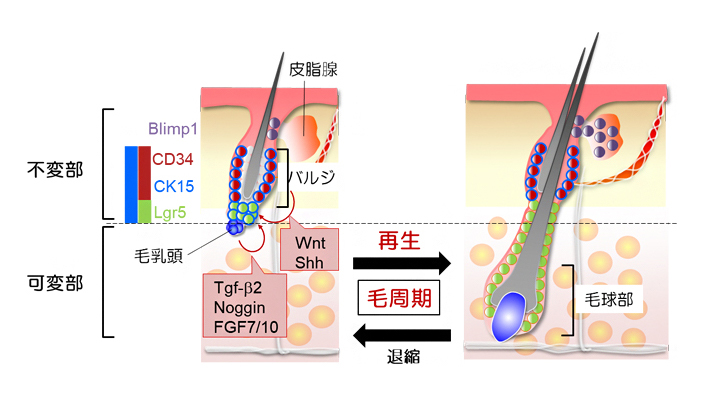 毛包の再生と退縮