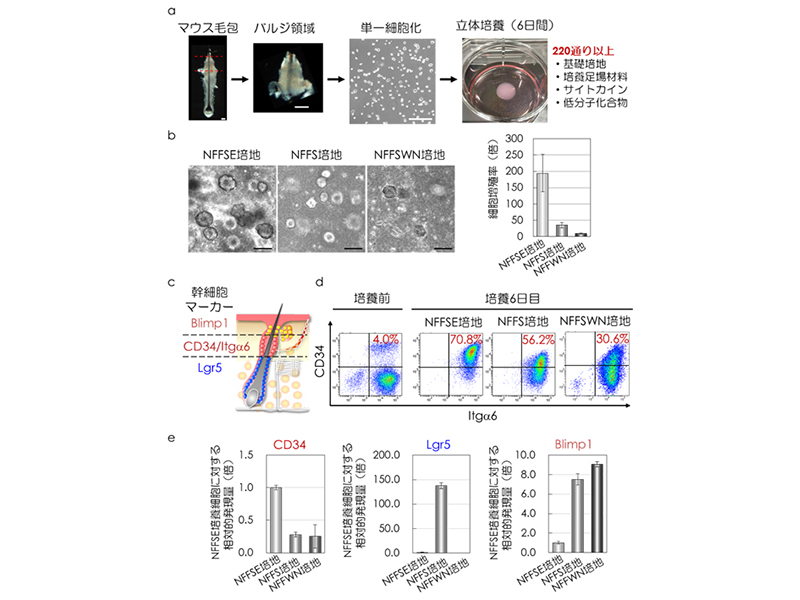 未分化状態を維持する毛包上皮性幹細胞培養法の確立