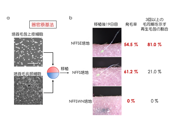 器官原基法による培養細胞の機能解析