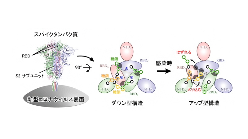 新型コロナウイルス表面に存在するスパイクタンパク質の構造変化機構