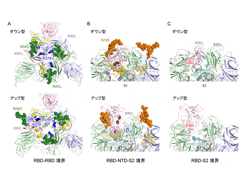 スパイクタンパク質中のアミノ酸-アミノ酸およびアミノ酸-糖鎖相互作用