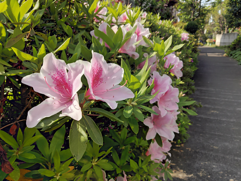 背面カメラ 標準視野角のサンプル1