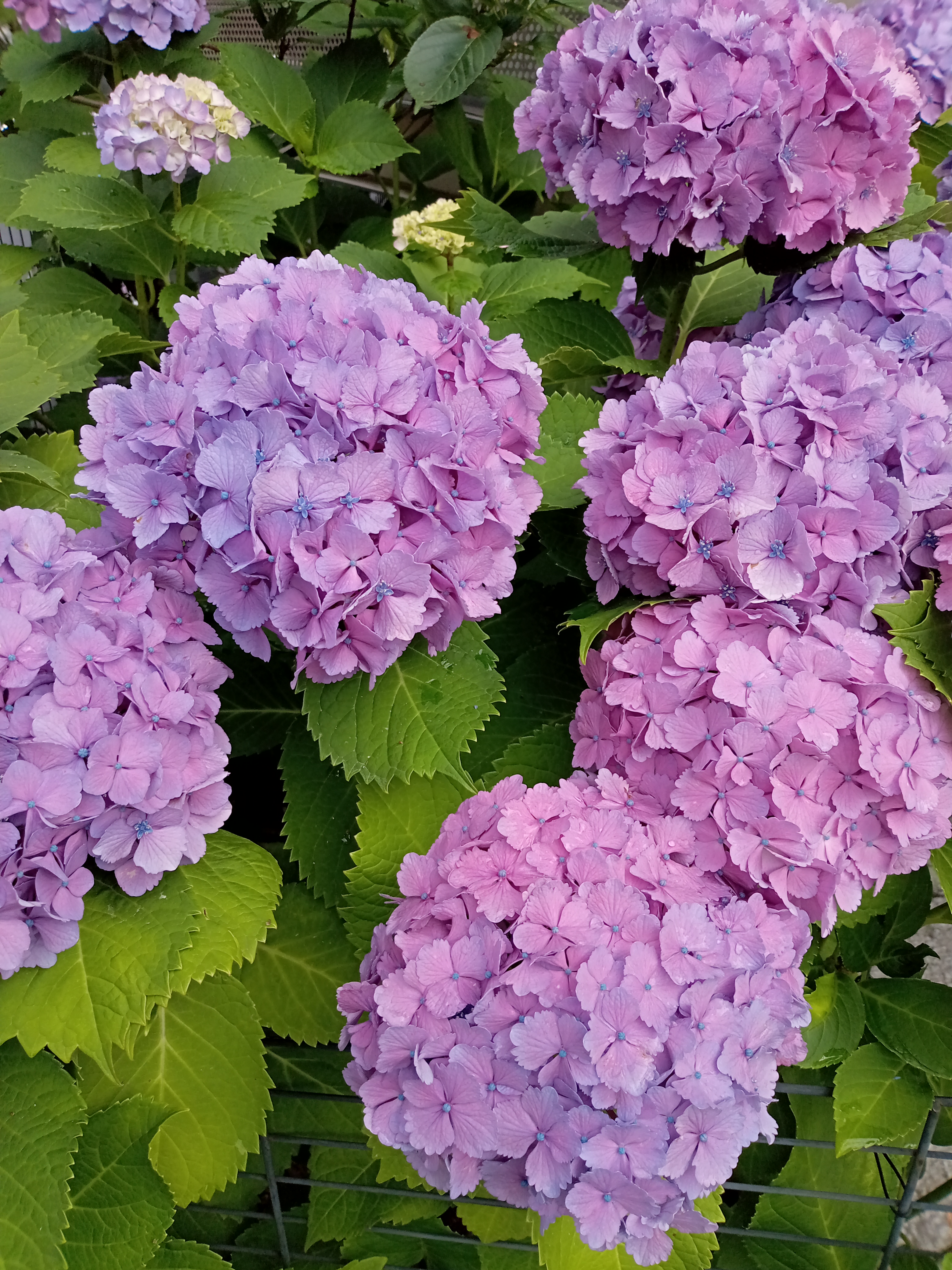 モデル：<a href="https://twitter.com/akane95ai" class="n" target="_blank">茜音愛</a>