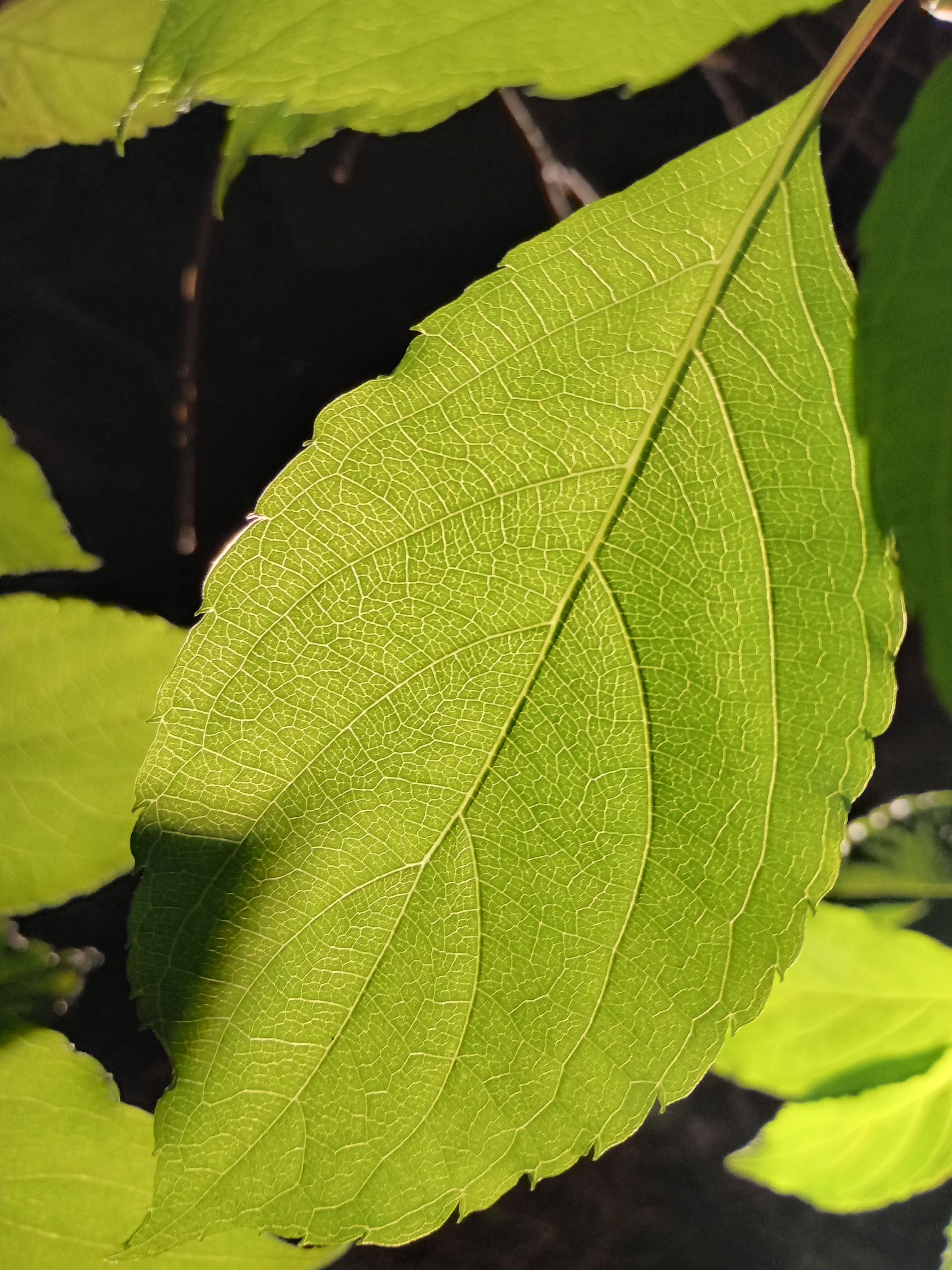 モデル：<a href="https://twitter.com/akane95ai" class="n" target="_blank">茜音愛</a>