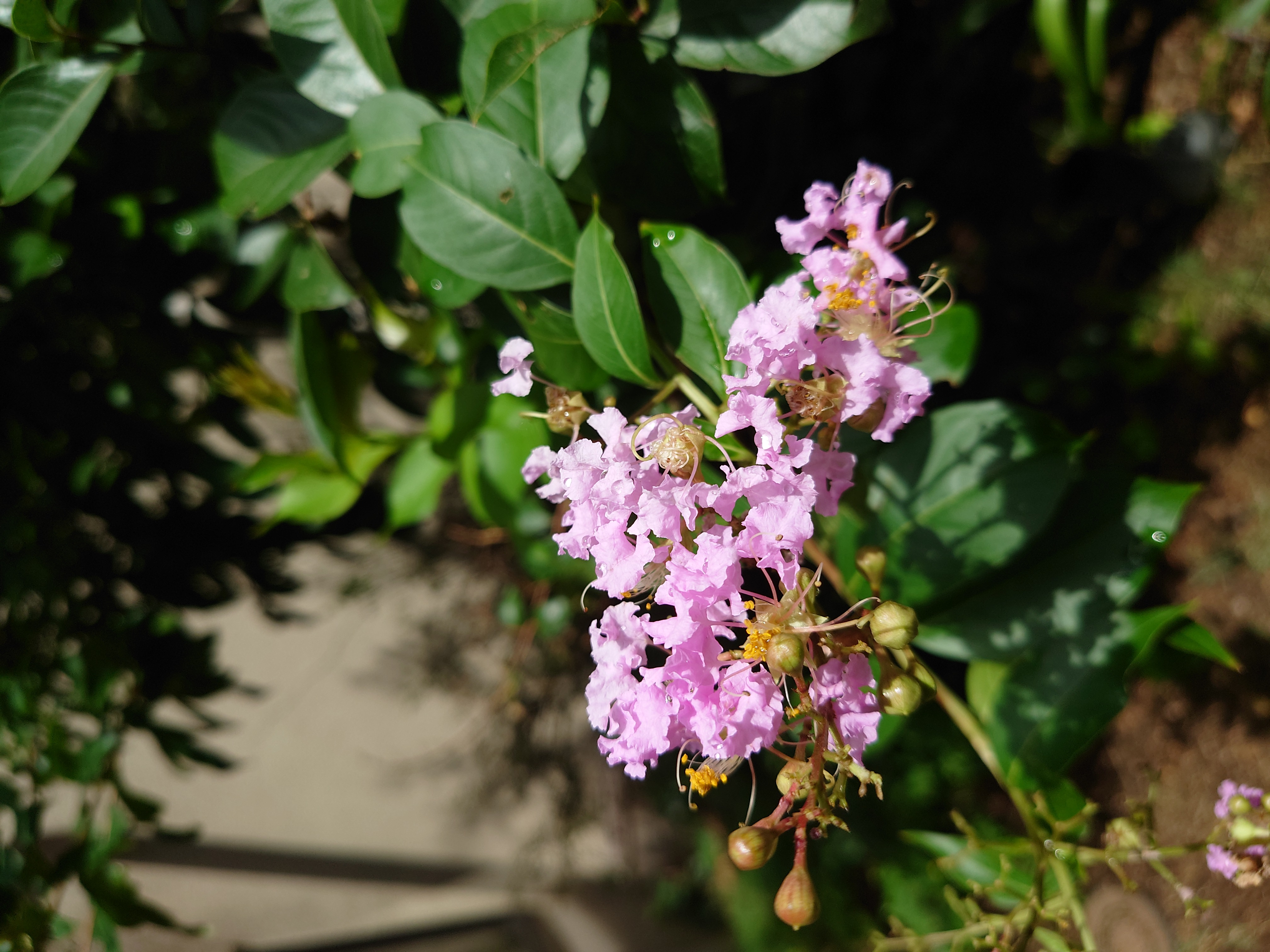 モデル:<a href="https://twitter.com/akane95ai">茜音愛さん</a>