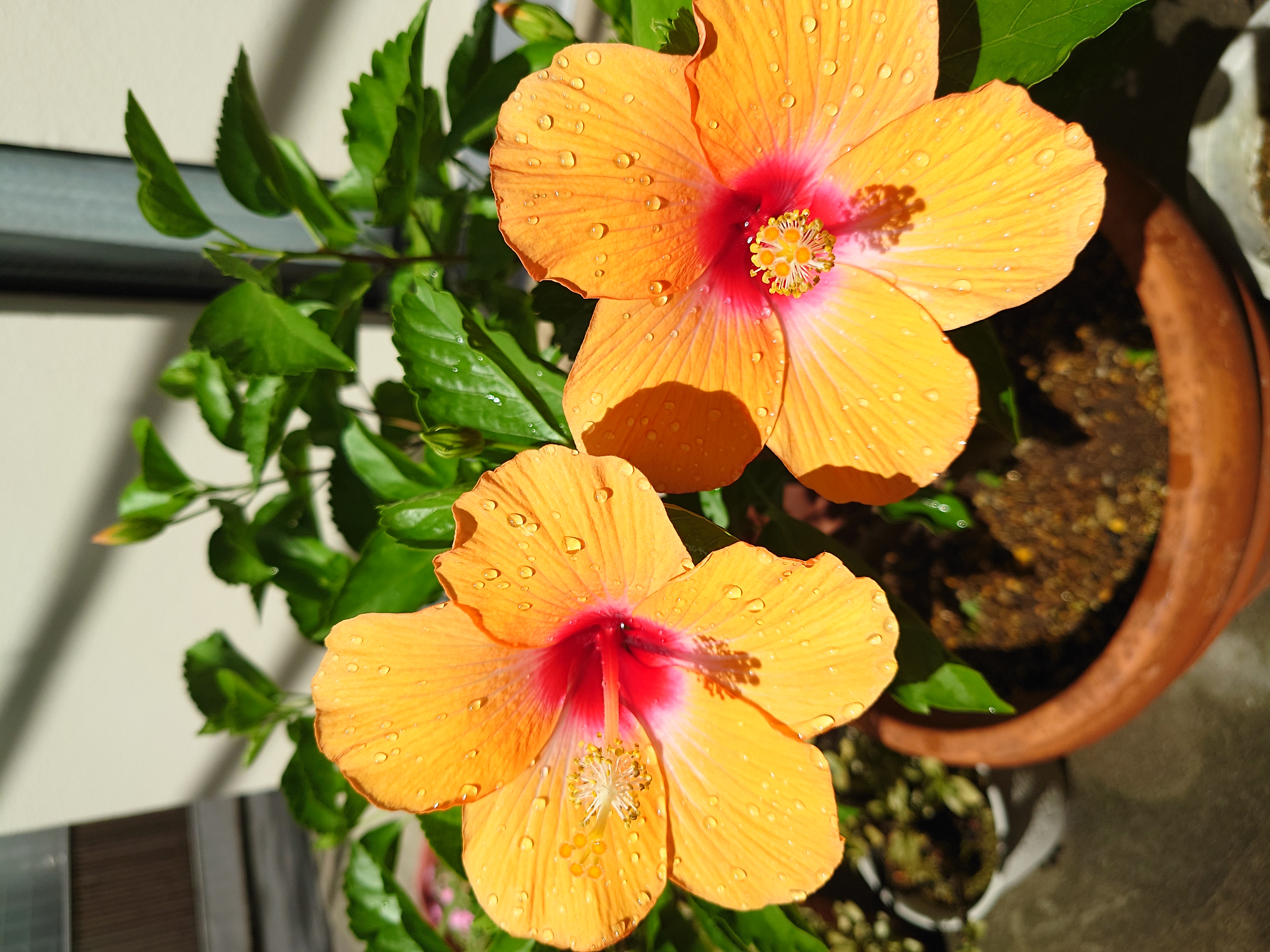 モデル:<a href="https://twitter.com/akane95ai">茜音愛さん</a>