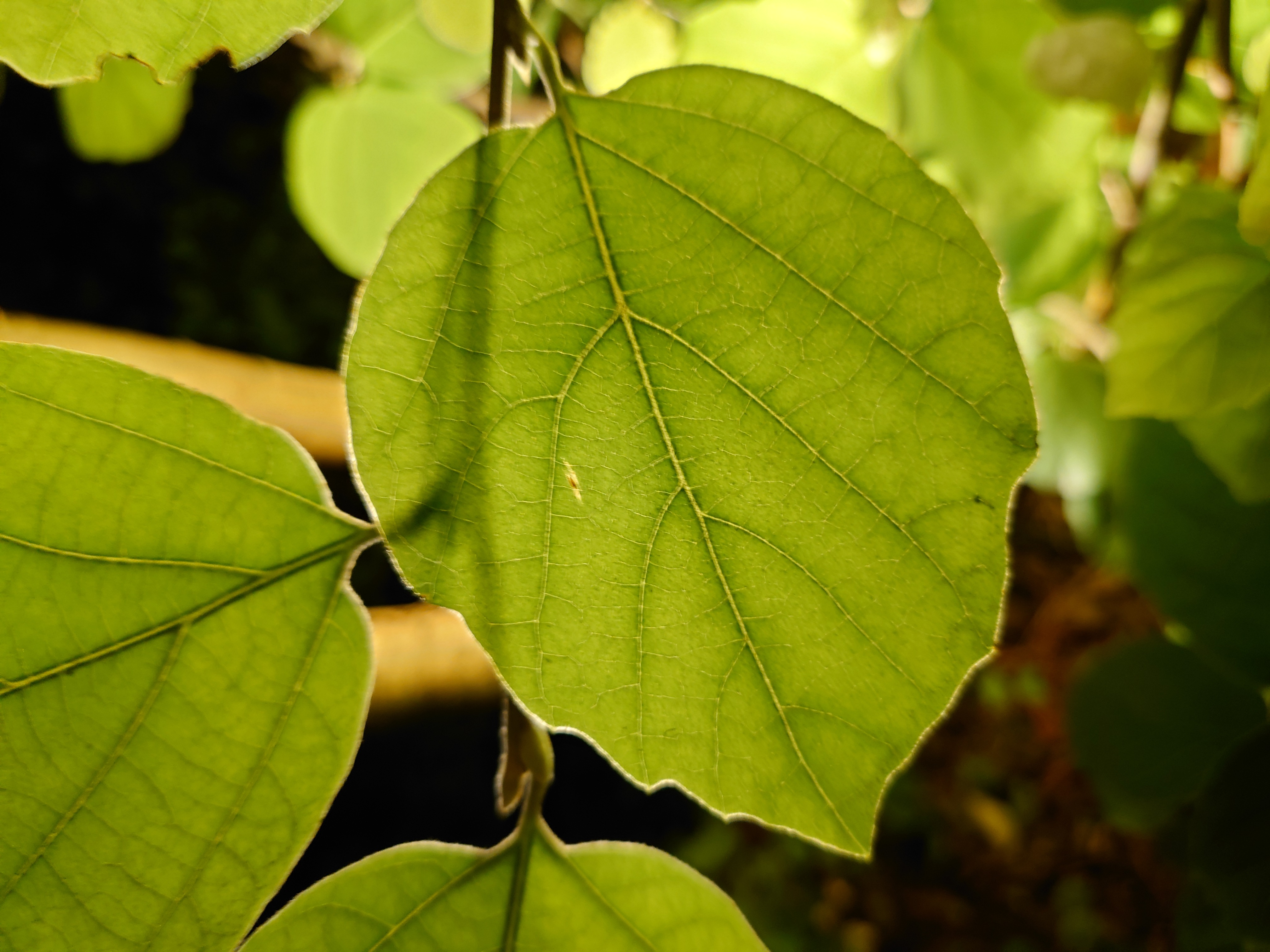 モデル:<a href="https://twitter.com/akane95ai">茜音愛さん</a>