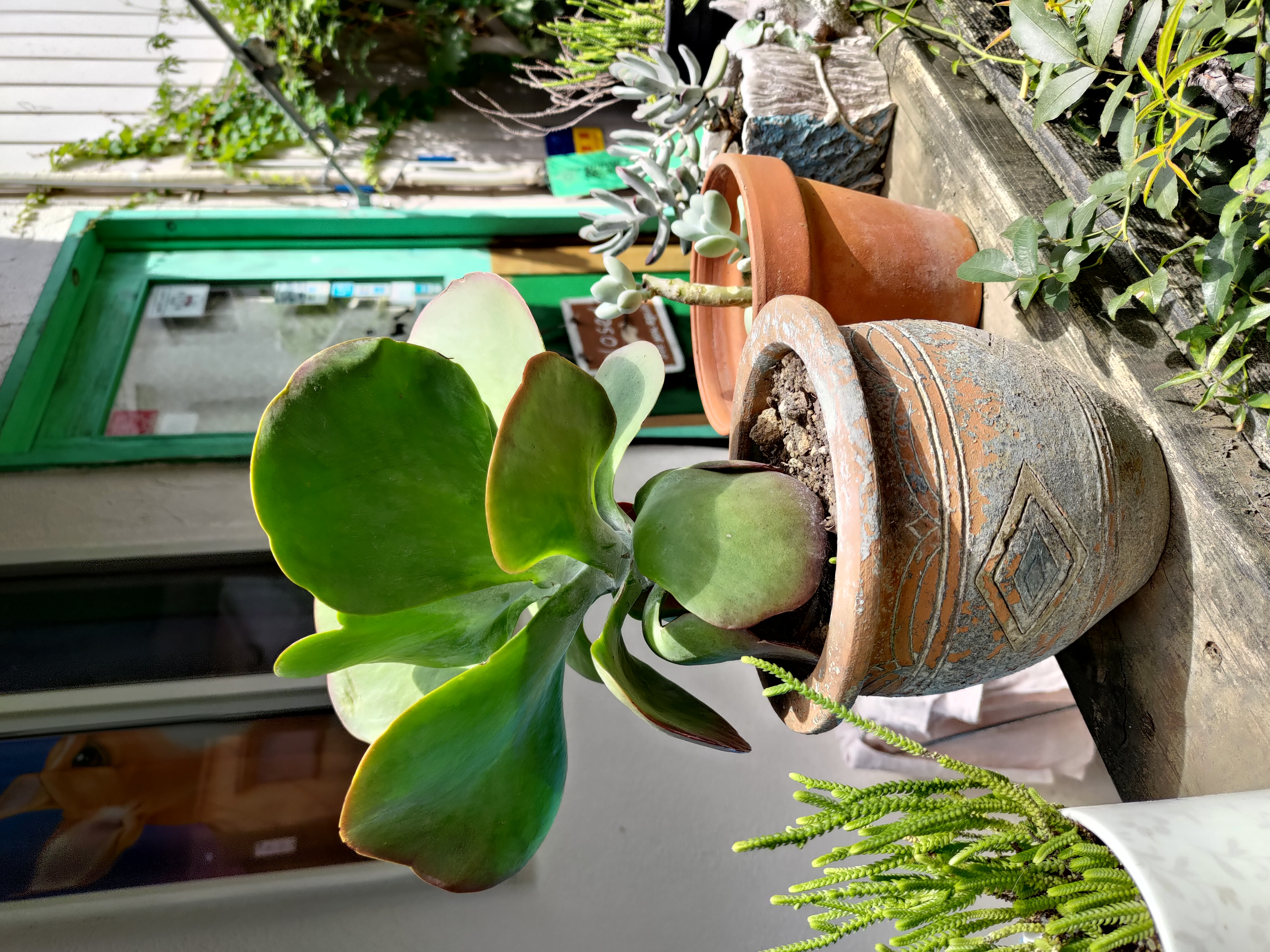 モデル：<a href="https://twitter.com/akane95ai" class="n" target="_blank">茜音愛</a>