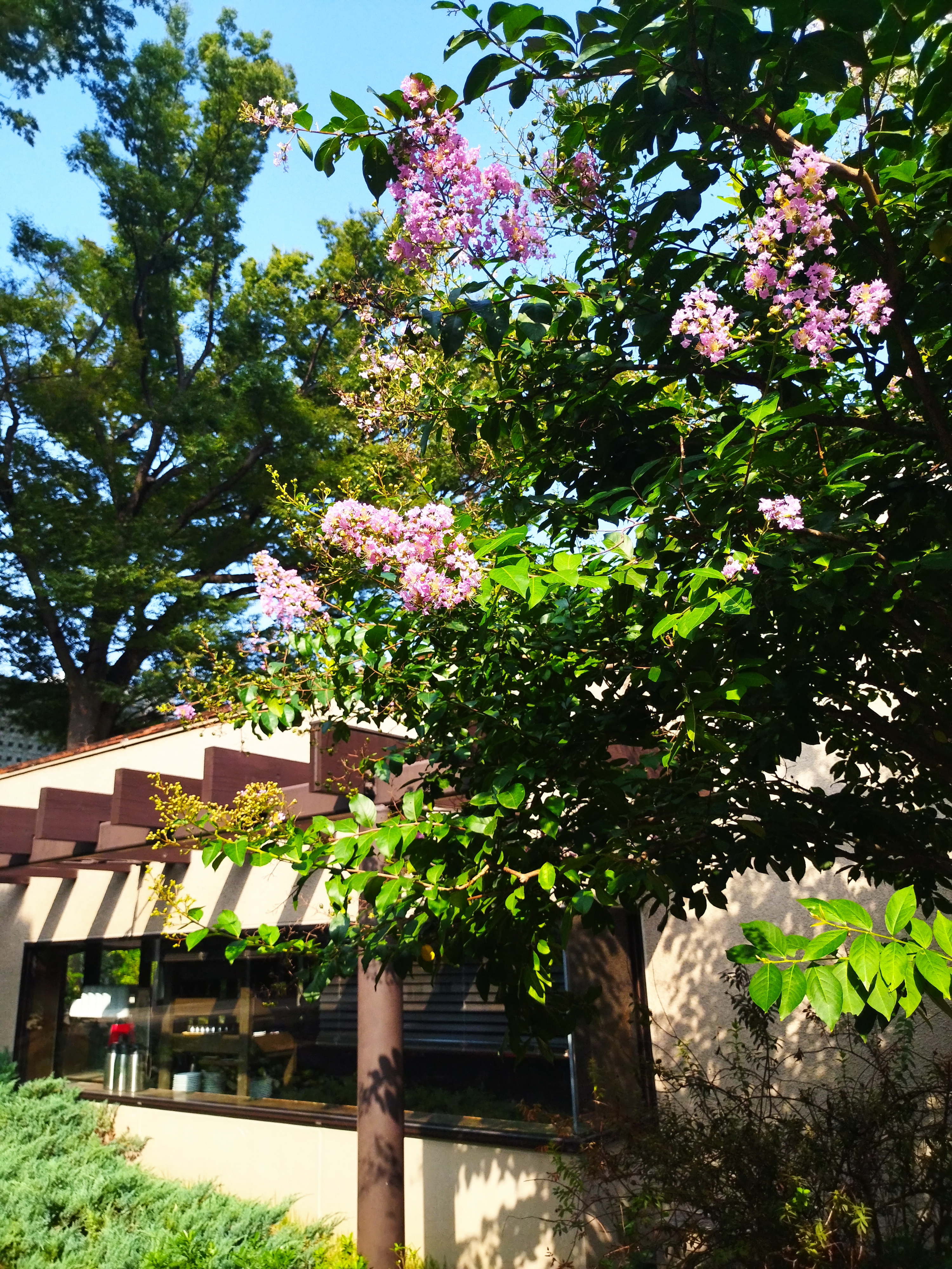 モデル:<a href="https://twitter.com/akane95ai" class="n" target="_blank">茜音愛</a>