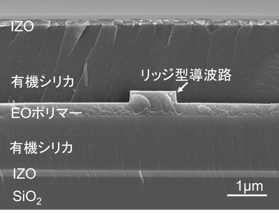 可視光用EOポリマー変調器の断面図