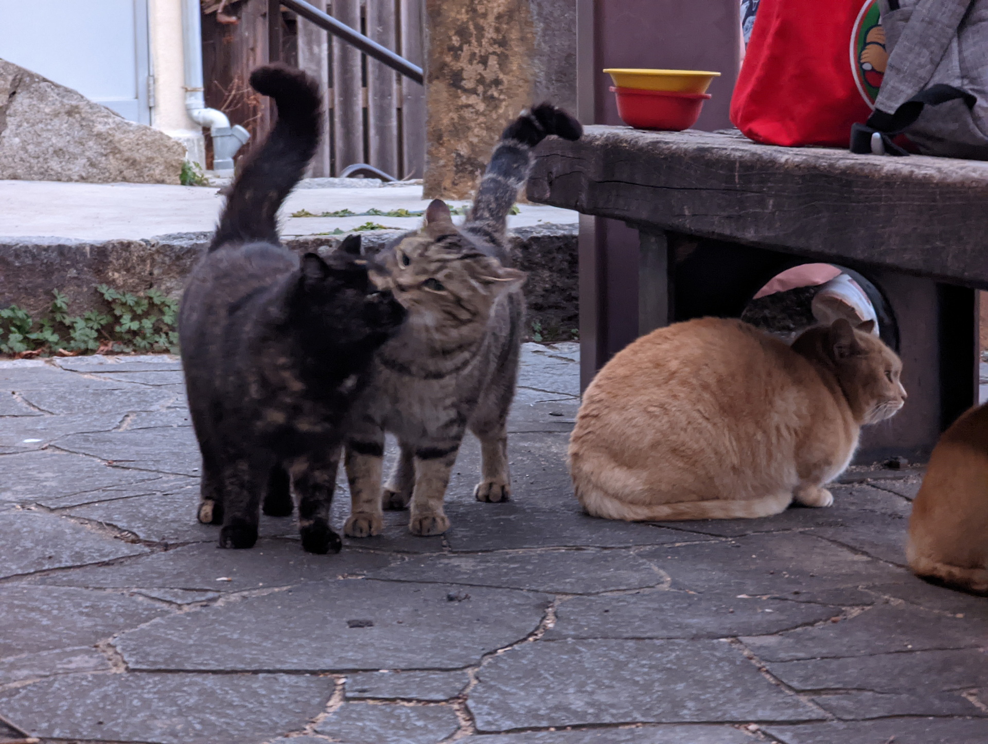 カモフラージュモードで修正する前の写真。猫の背景に写る赤いバケツやバッグがやや目障りだ