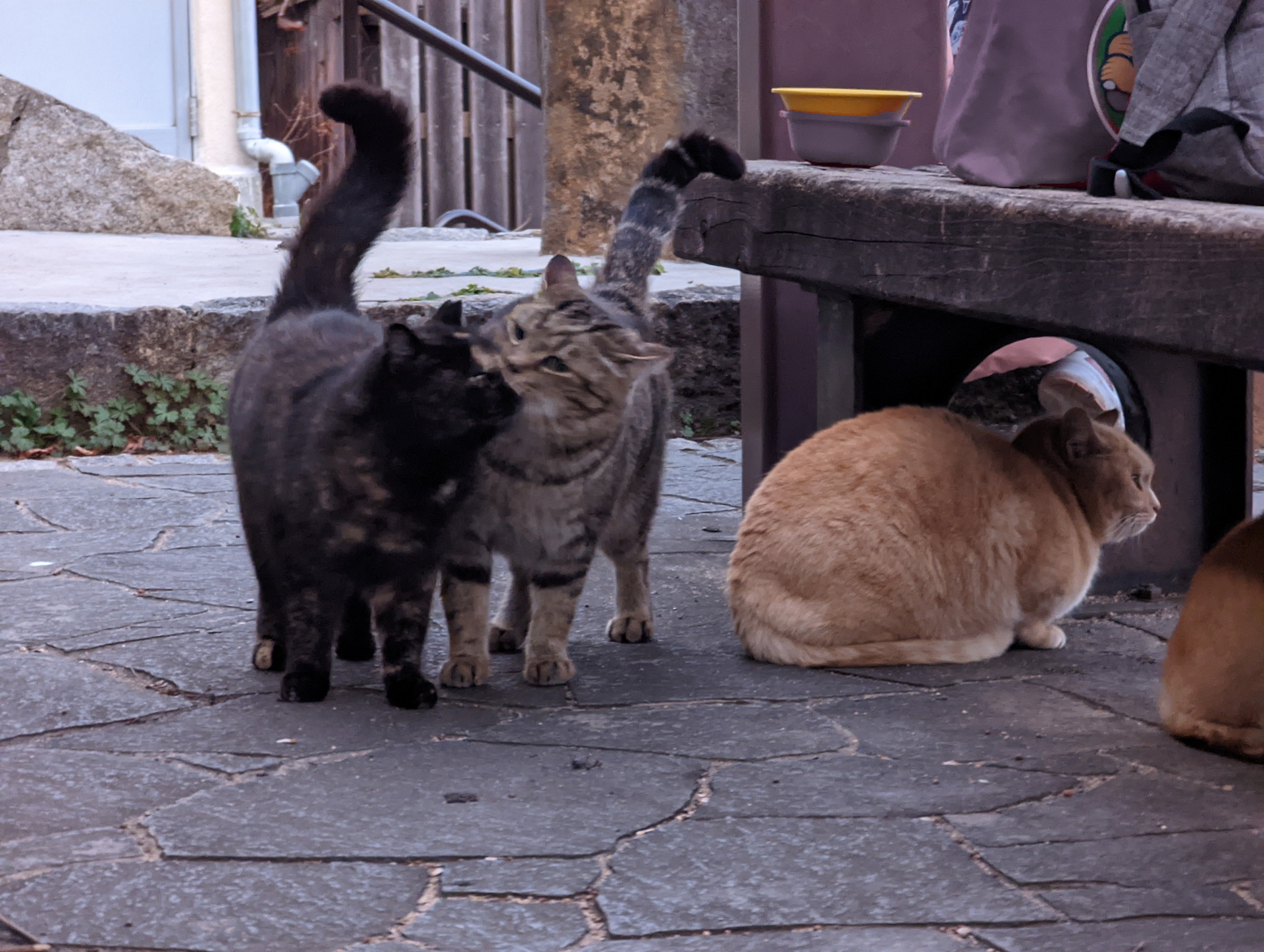 カモフラージュモードで修正すると、赤いバケツやバッグが目立たなくなり、より猫が浮かび上がる写真となった
