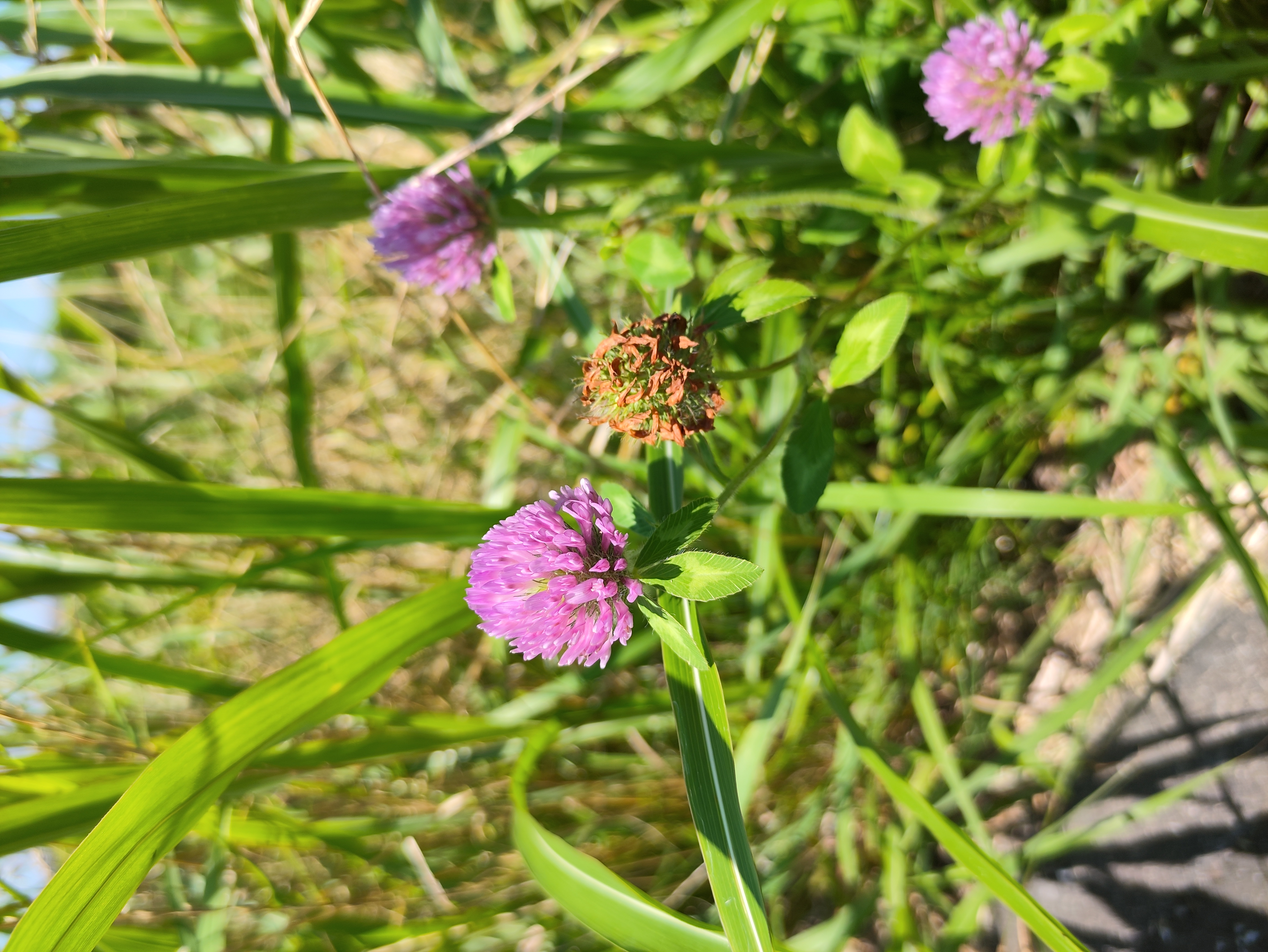 メインカメラで限界まで寄ったところ