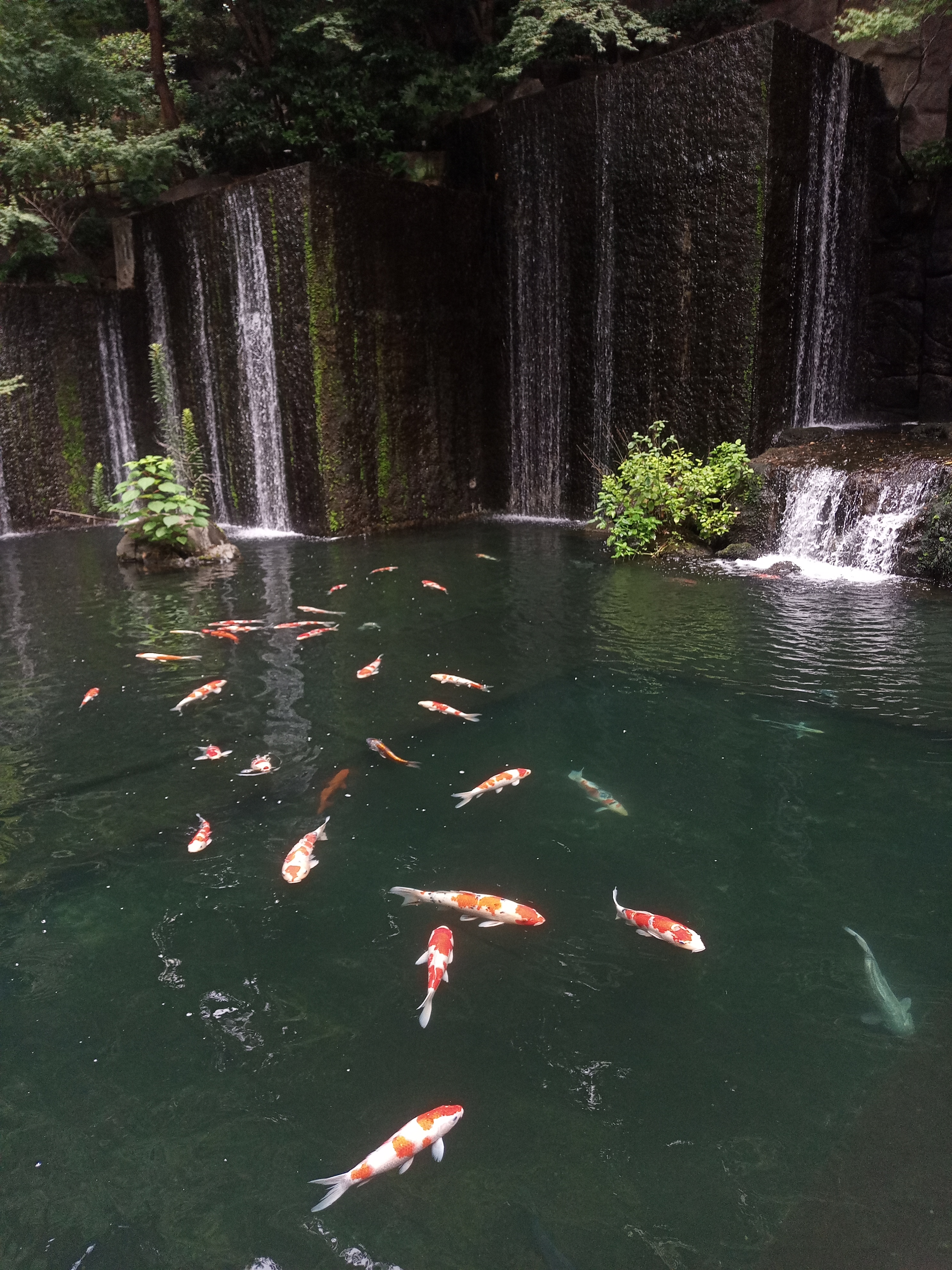 水中の鯉など、コントラスト差があるシーンではやや白飛び気味