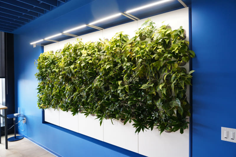 青い壁に貼られている植物には自動で水が供給されている