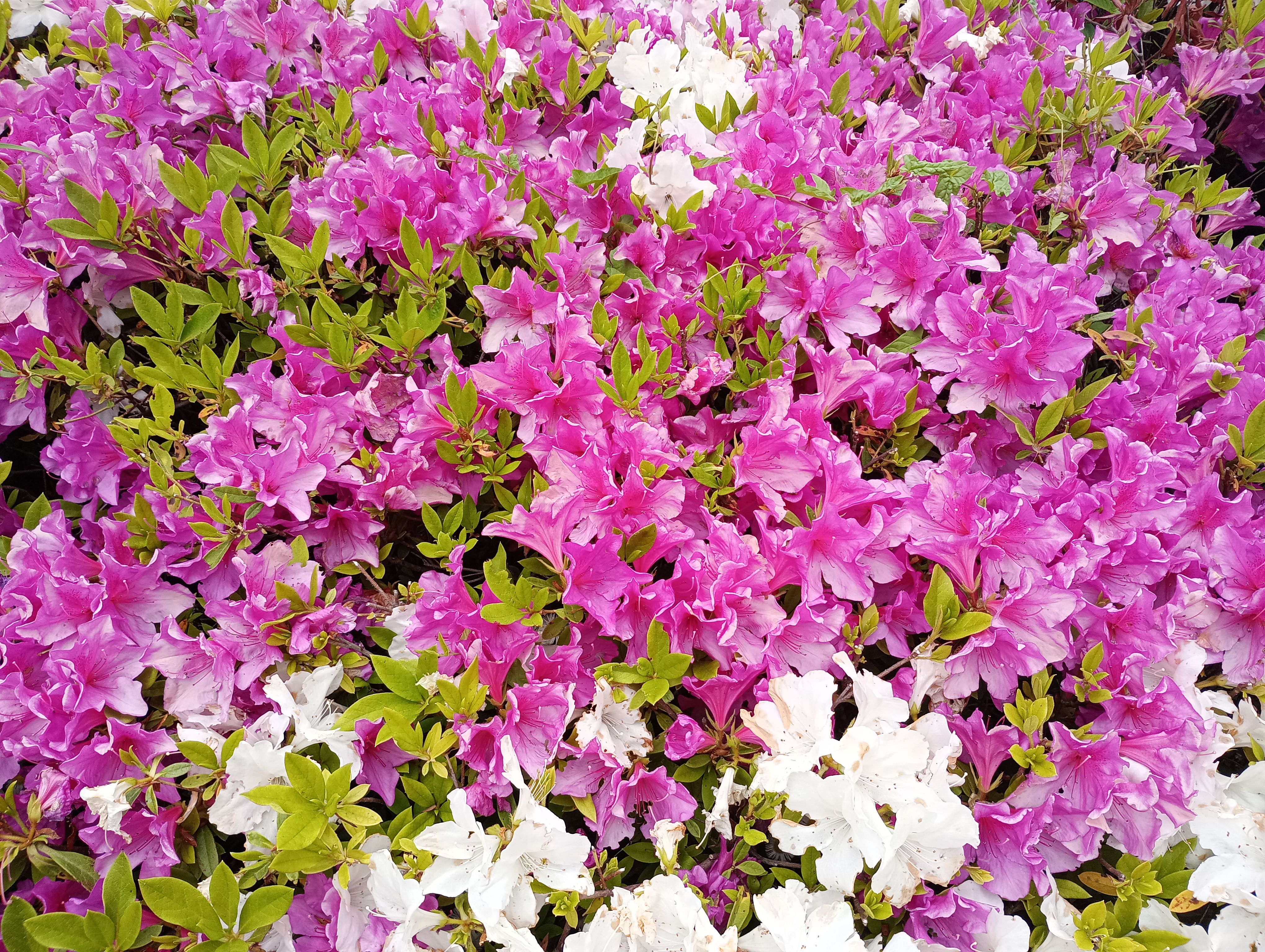 花弁の色の濃淡もキレイに撮影することができた