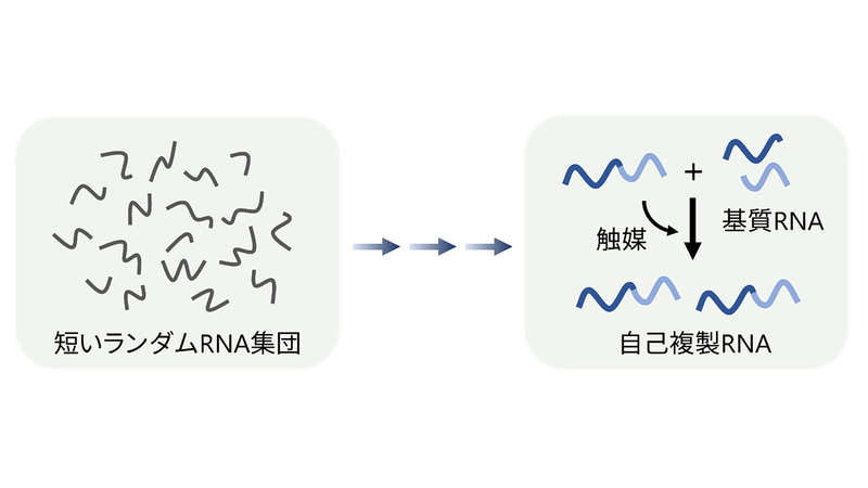 最小の自己複製RNA