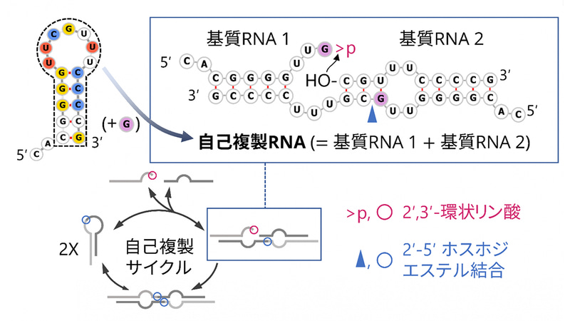 最小の自己複製RNA