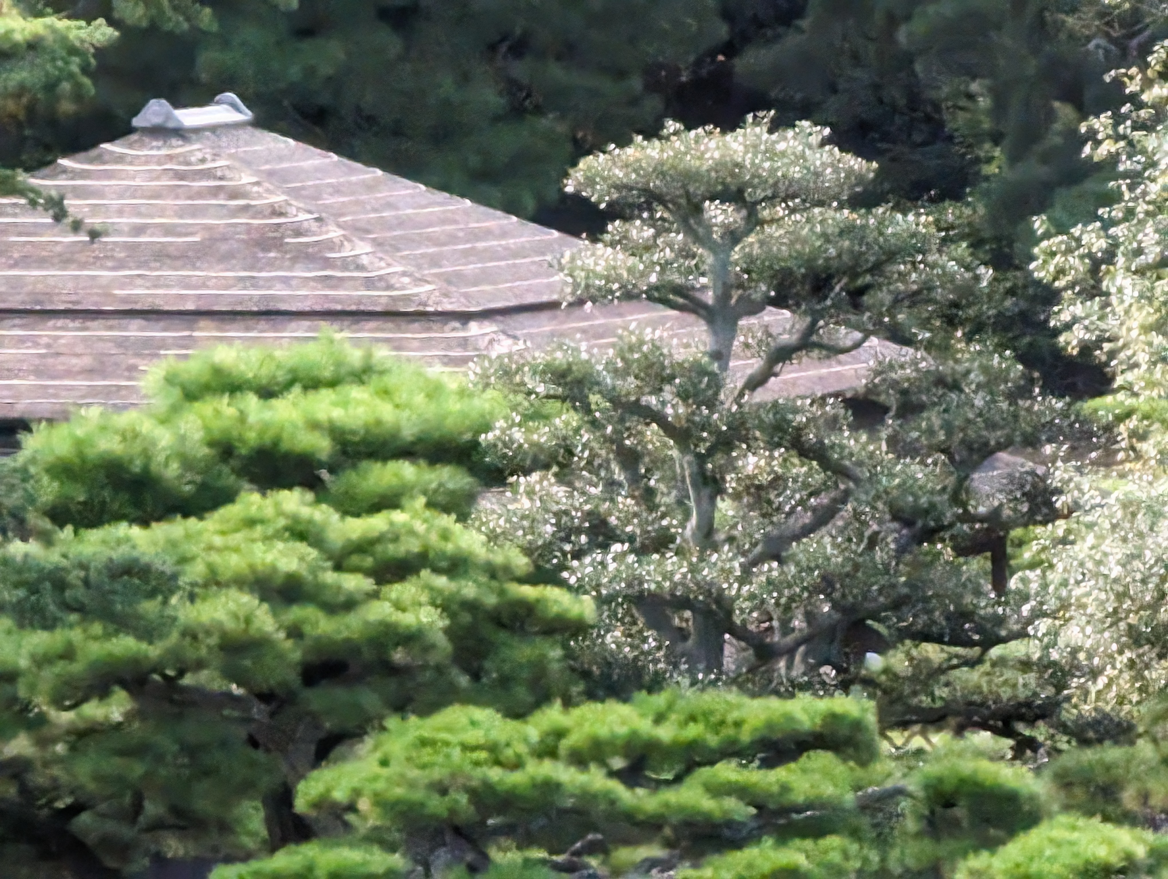 望遠レンズ30倍ズーム、約1,200万画素で撮影