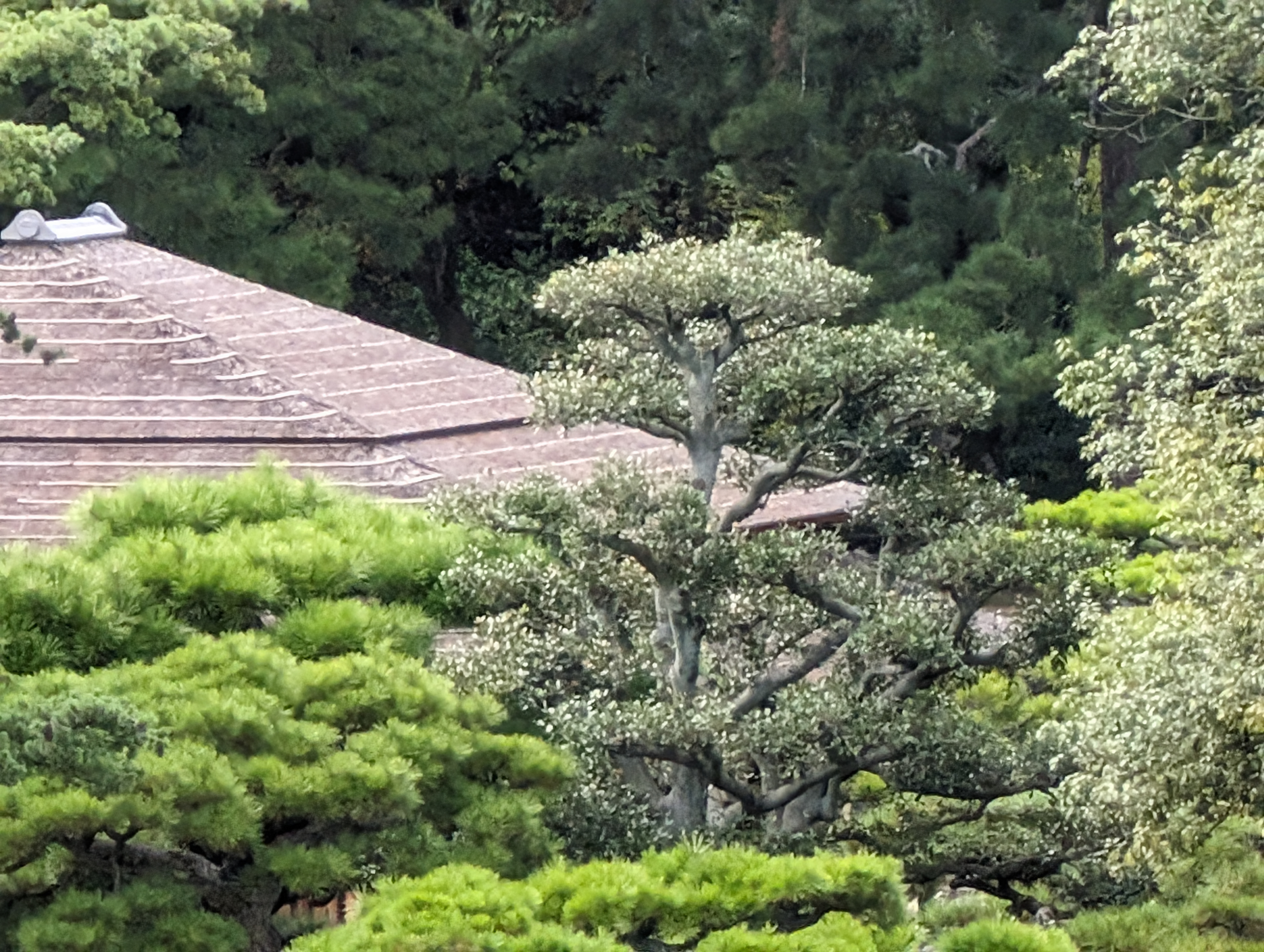 望遠レンズ30倍ズーム、約5,000万画素で撮影