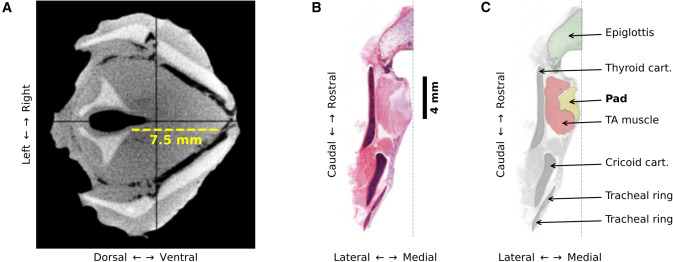 家猫の喉頭の動作メカニズム
