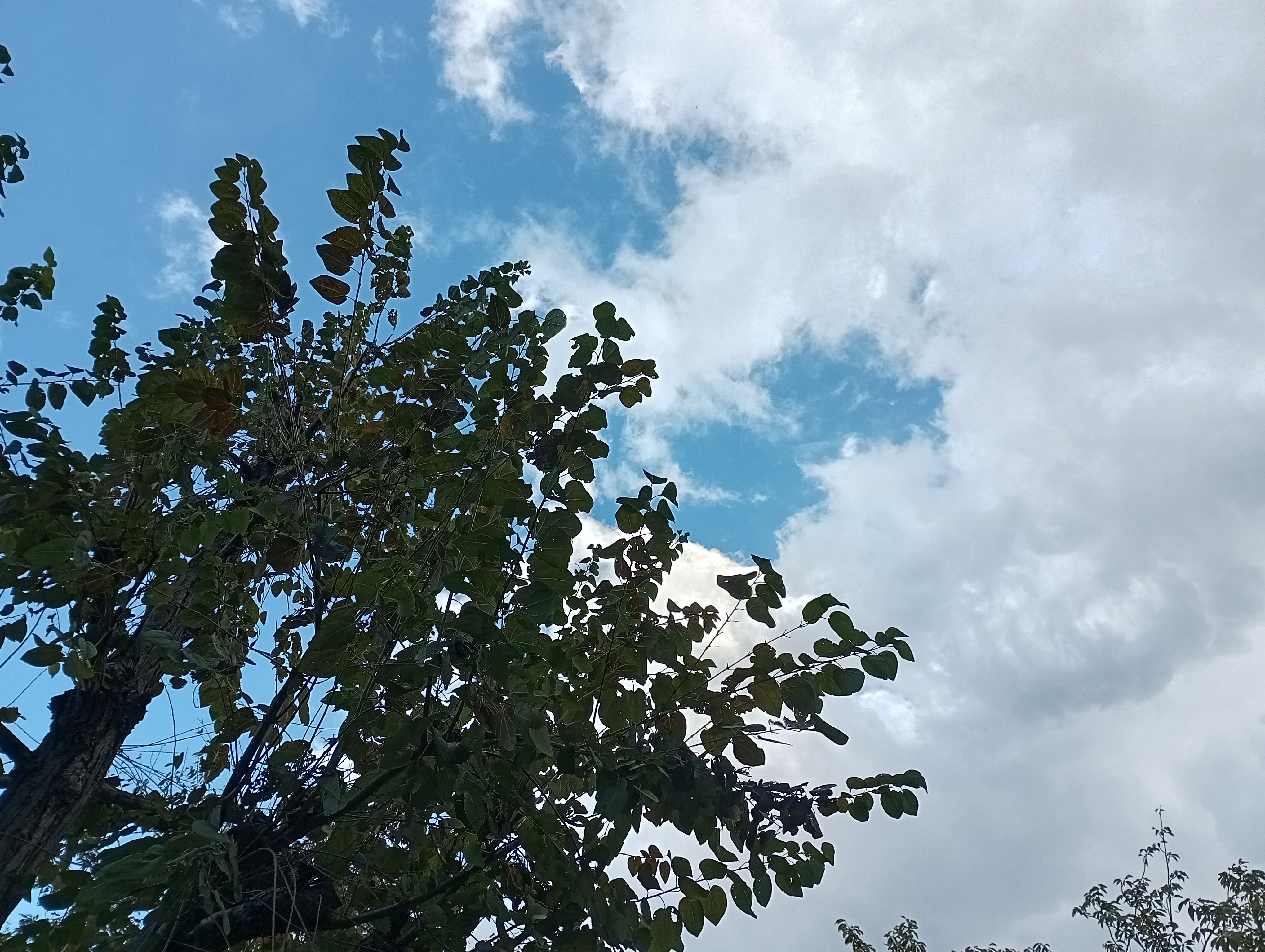 リアカメラで撮影(HDRオン)