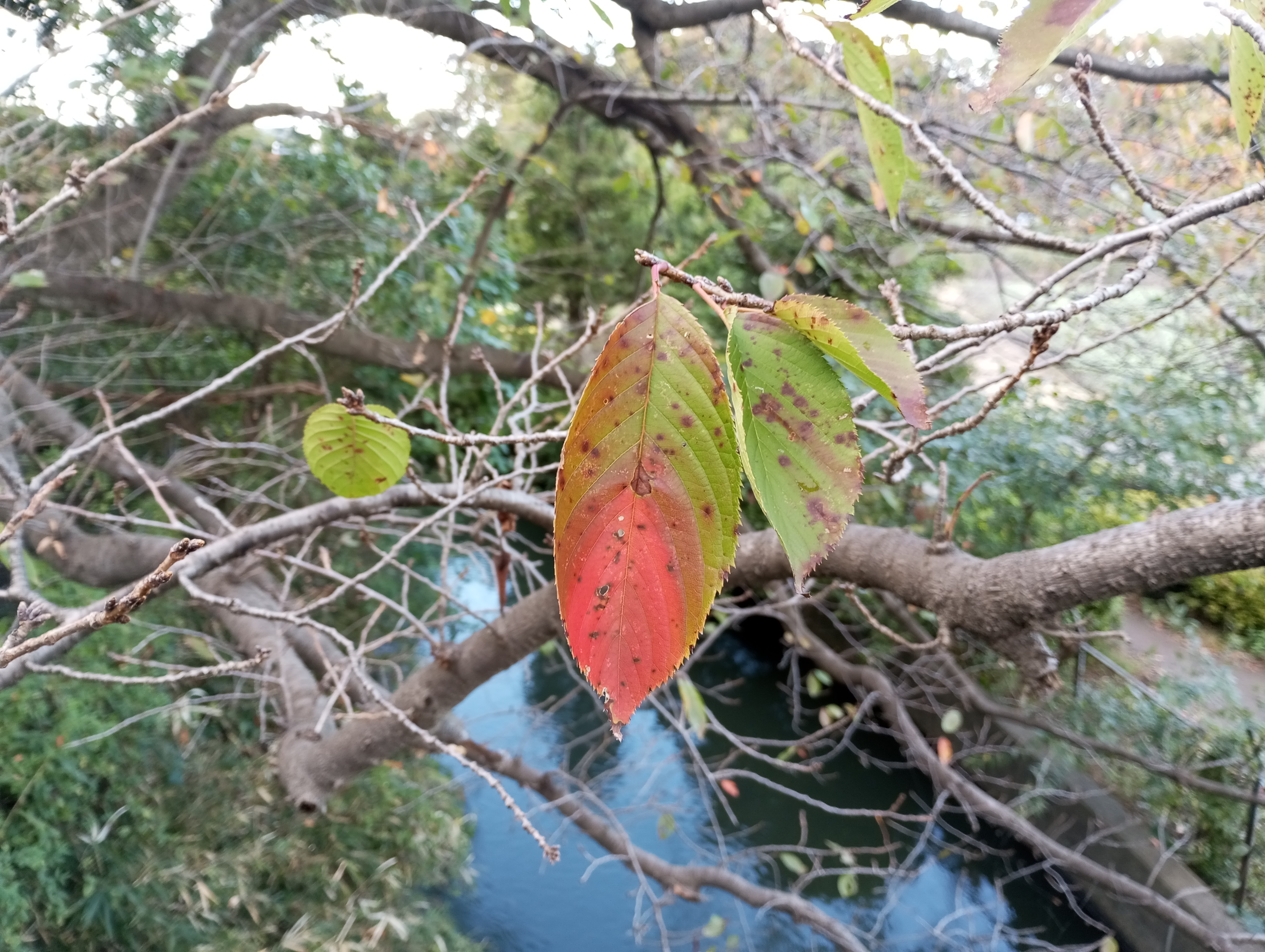 リアカメラで撮影