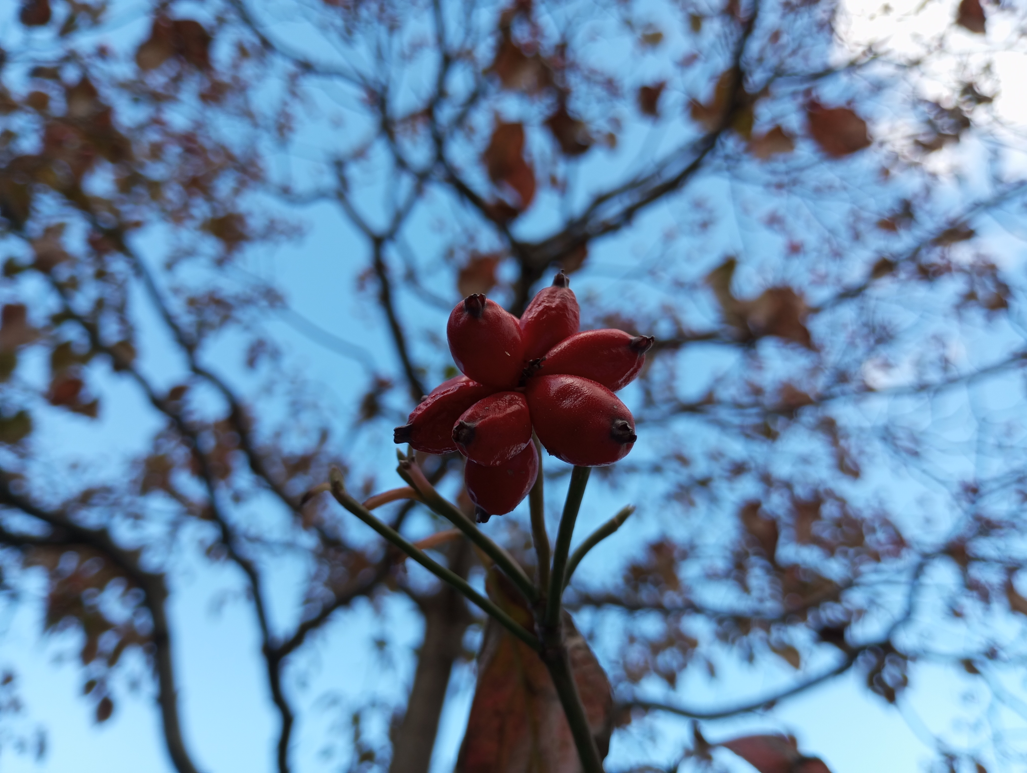 リアカメラで撮影