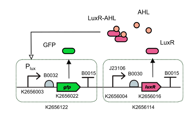 GFPの発光を止めるLuxRをAHLに結合させることでGFPの発光を取り出す