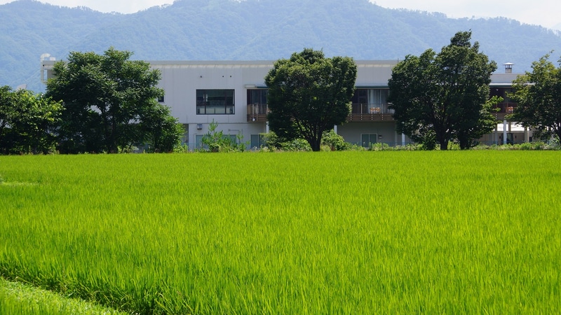 「中干し期間の延長」を実施する水田と、奥に写るVAIO安曇野本社・工場