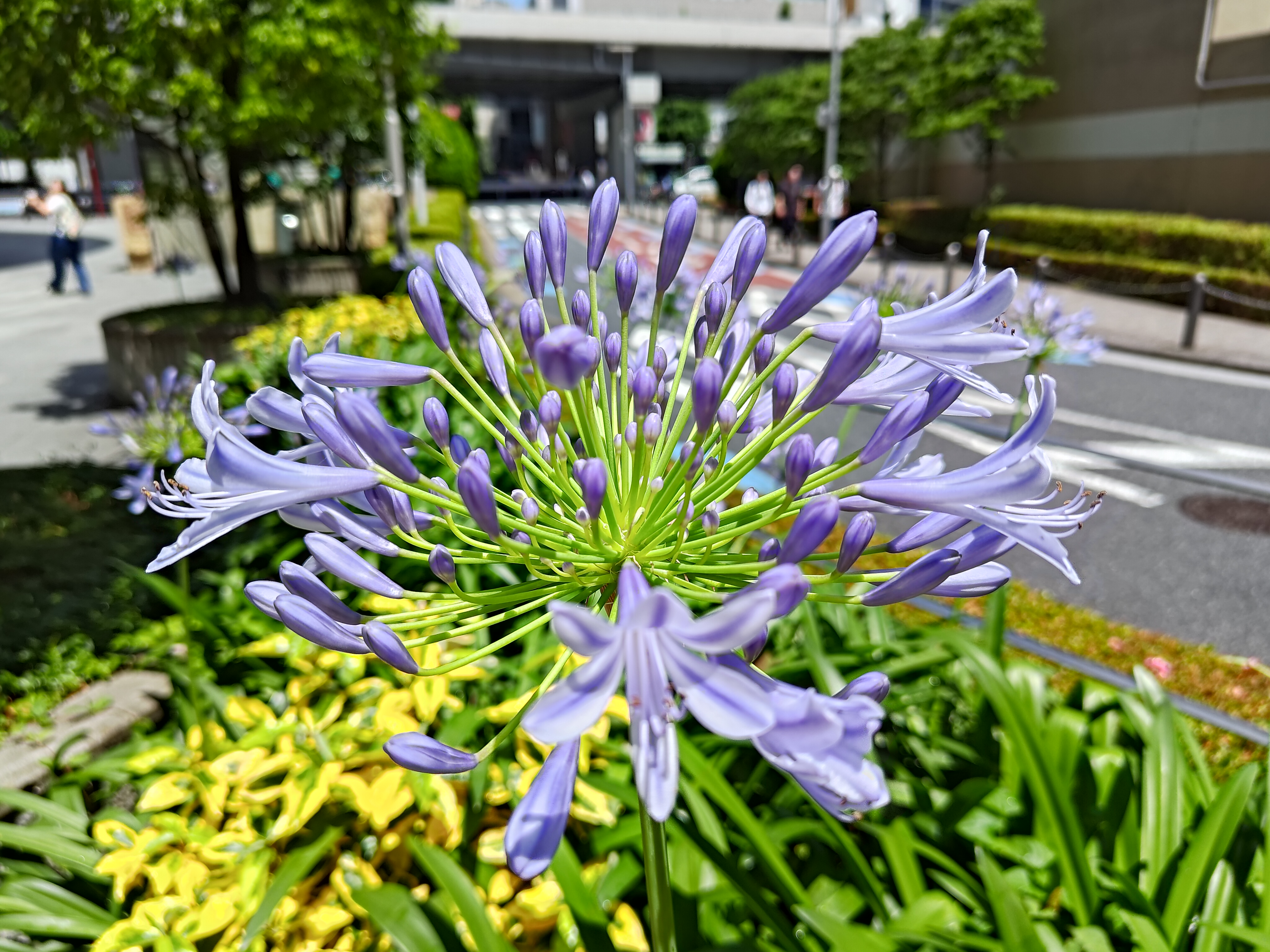 1倍で撮影。イメージ情報:4,096×3,072ドット、シャッタースピード:1/1744、絞り:F1.9、感度:ISO25、測光方式:Center weight