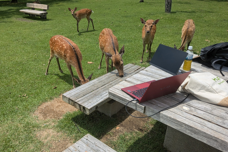 奈良公園には、1カ所だけテーブル付き席があり、ほかは後ろに映っているようなベンチだけ